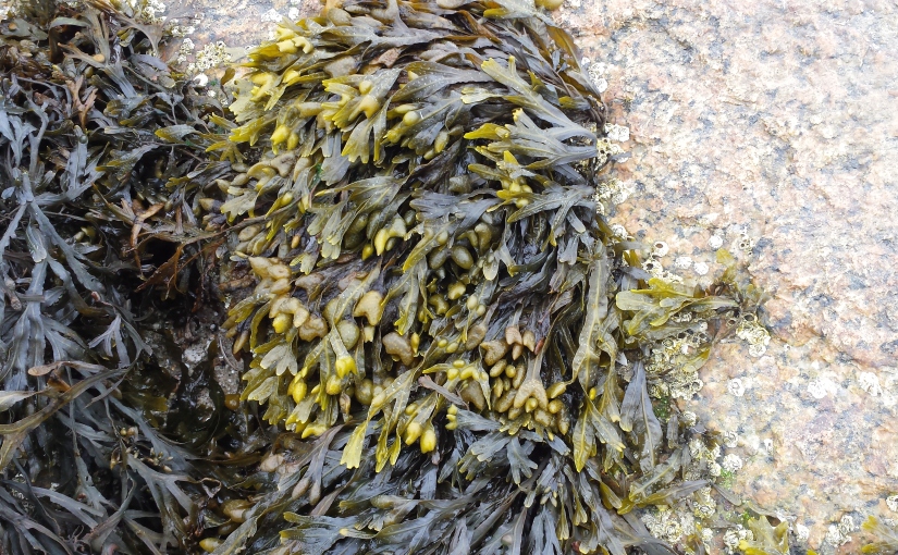 Spiralled Wrack Seaweed