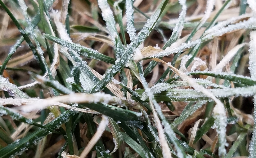 Frosty Grass Blades
