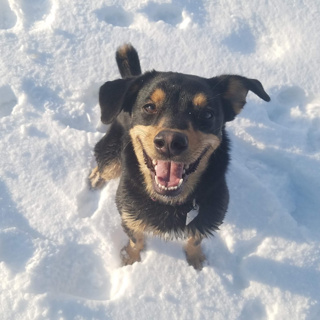 Happy black and brown dog sitting in the snow