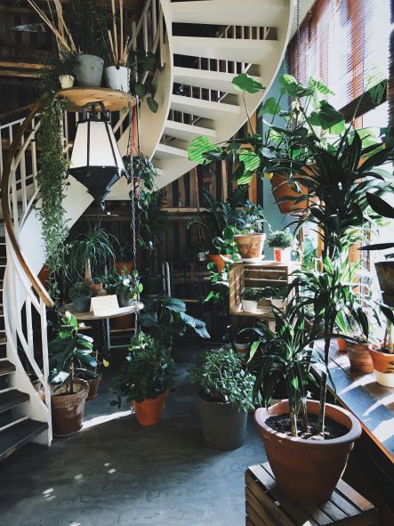 Spiral staircase surrounded by natural light and a variety of potted plants