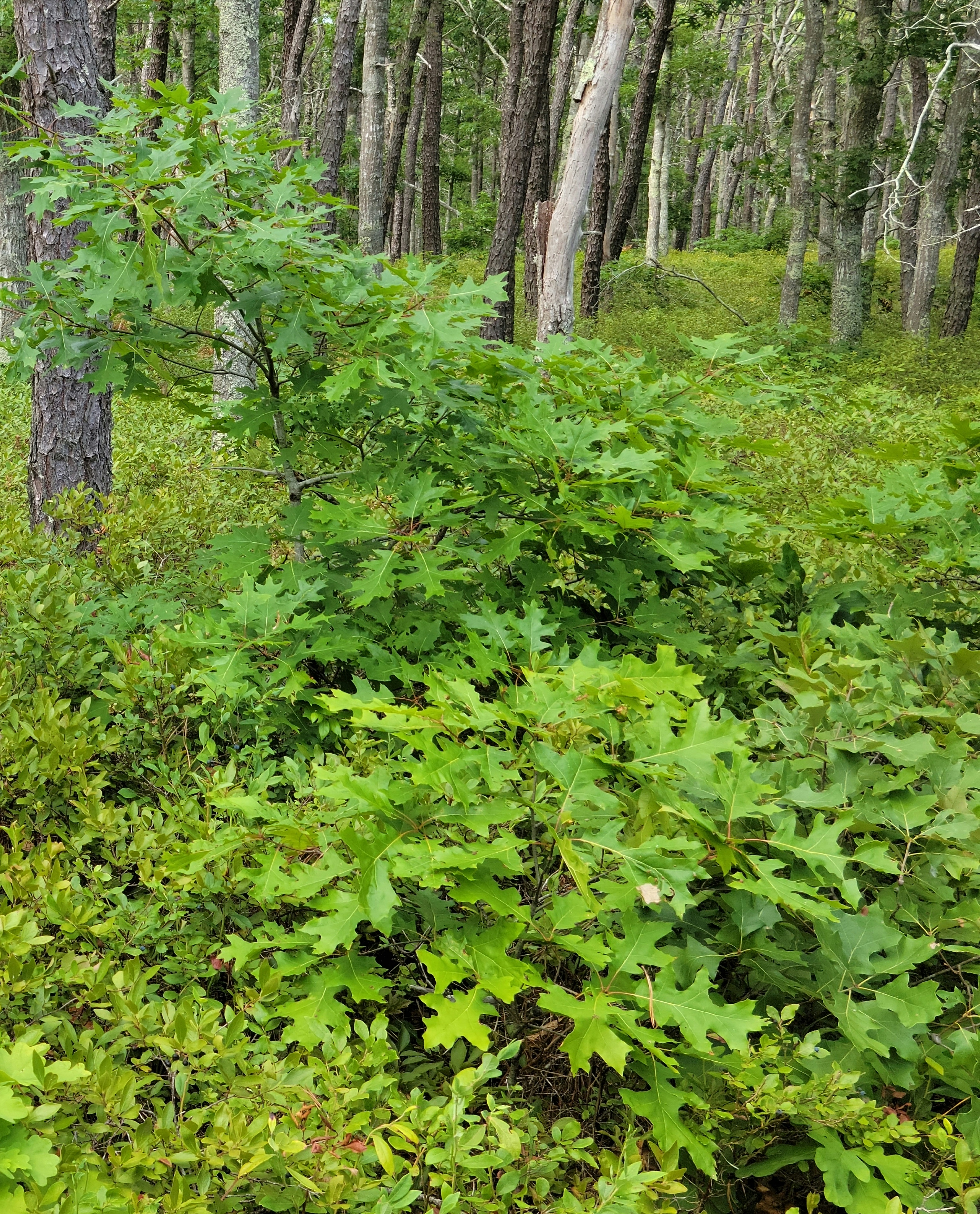 Black oak and scrub oak surrounded by blueberry bushes