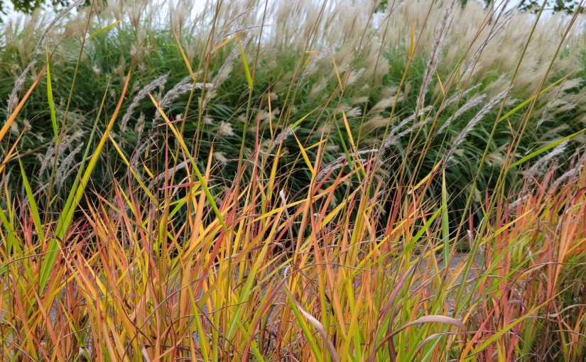 Dying Grasses